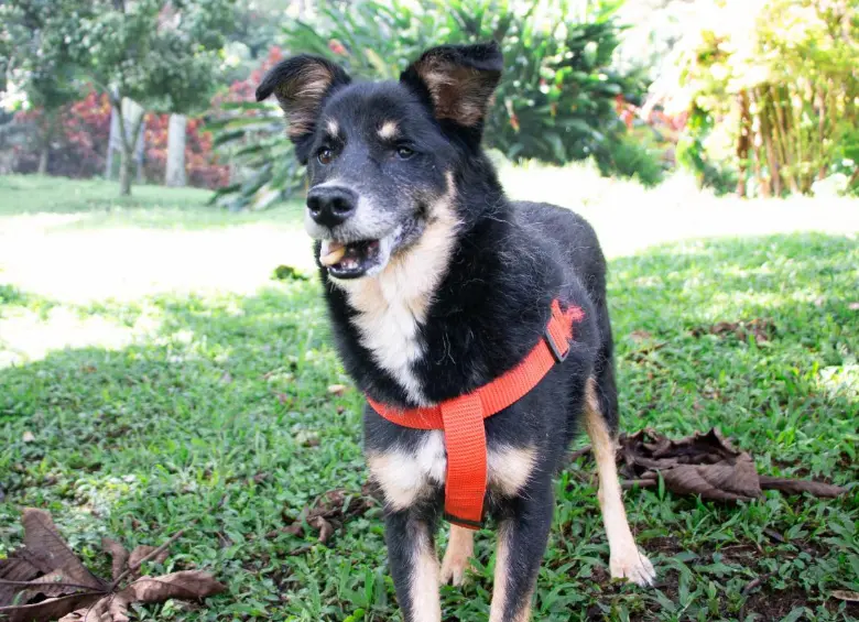 Este es uno de los perritos geriátricos del refugio La Perla, que busca un nuevo hogar. FOTO: Cortesía