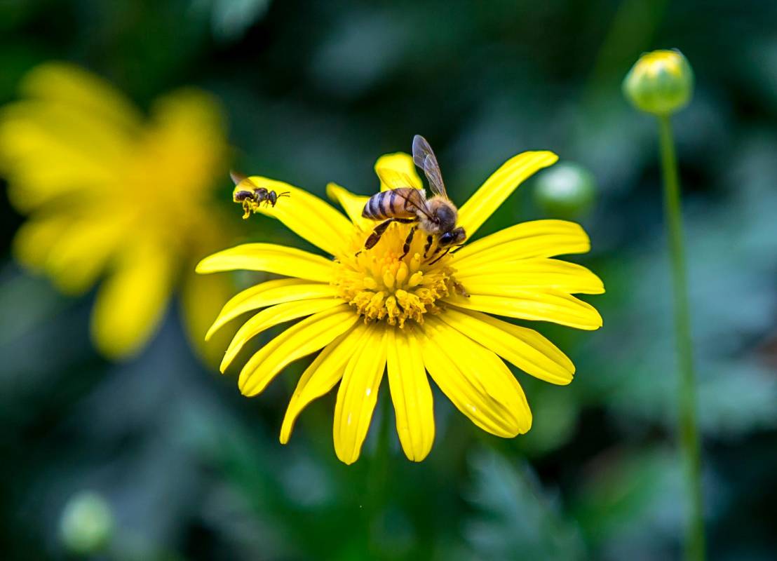 En el mundo existen unas 20.000 especies de abejas y en realidad no representan ningún peligro para los humanos Foto: Edwin Bustamante