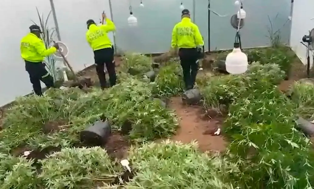 En el invernadero se producían más de mil kilos del alucinógeno, según las autoridades. FOTO TOMADA DE VIDEO