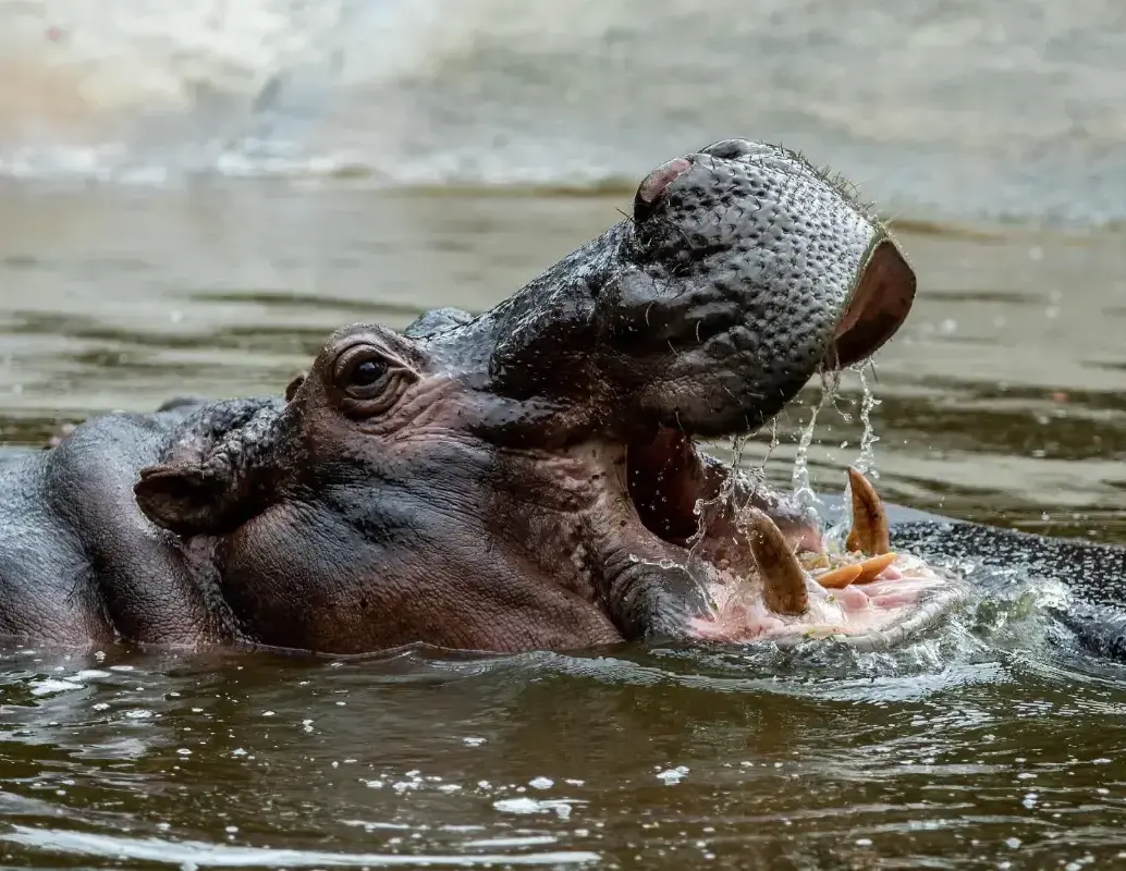 Hipopótamos en el Magdalena Medio. Foto: EL COLOMBIANO