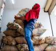 La Federación de Cafeteros anticipa una producción de 6,2 millones de sacos en el primer semestre de este año. FOTO Julio César Herrera