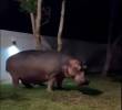 El hipopótamo permaneció inmóvil mientras lo grababan, aunque el encuentro fue peligroso por el comportamiento agresivo del animal invasor. IMAGEN TOMADA DEL VIDEO