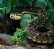 La serpiente que mordió al niño de 10 años en Mutatá habría sido una mapaná. Imagen de referencia. FOTO: Camilo Suárez