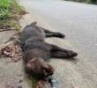 Este yaguarundí, una especie solitaria y aún misteriosa para la ciencia, fue atropellado y su cuerpo quedó desangrado a un costado de la nueva autopista al mar. FOTO: CORANTIOQUIA
