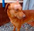 Guardián fue la víctima de este nuevo aberrante caso de maltrato animal. FOTO: CORTESÍA