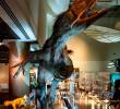 Un dinosaurio gigante en el Phillip and Patricia Frost Museum. Todas las fotos cortesía GMCVB.
