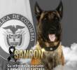 Este era Sansón, el perro que fue herido en el municipio de Yondó. FOTO: imagen tomada de redes