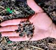 Las abejas hacían parte de un apiario que ha estado en pie desde hace seis décadas. FOTO: CORTESÍA