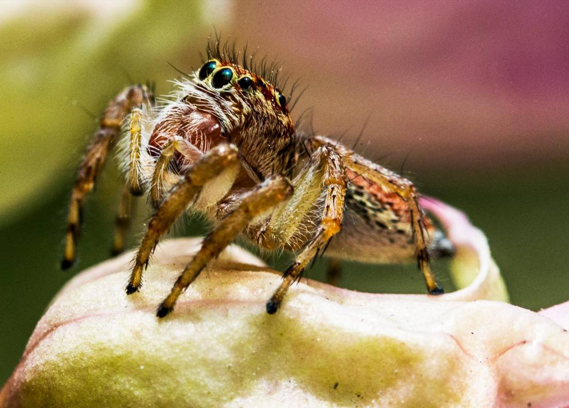 Cada miembro de esta biodiversidad juega un papel importante para el equilibrio de la naturaleza, se hace una la invitación a la conservación de los arrecifes que se han reducido a la mitad. FOTO JULIO CÉSAR HERRERA
