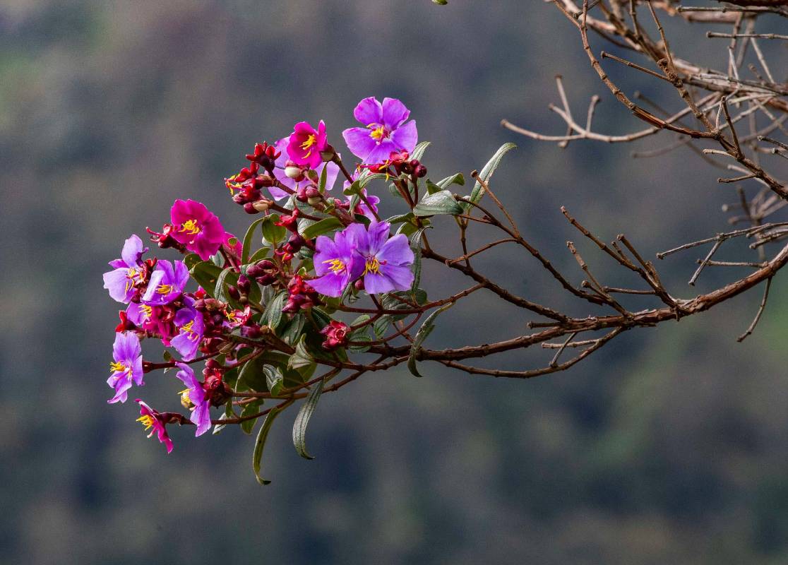 Existe una gran diversidad de flora nativa. Foto: Manuel Saldarriaga Quintero.