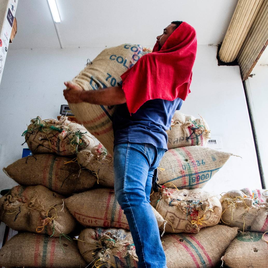 La Federación de Cafeteros anticipa una producción de 6,2 millones de sacos en el primer semestre de este año. FOTO Julio César Herrera