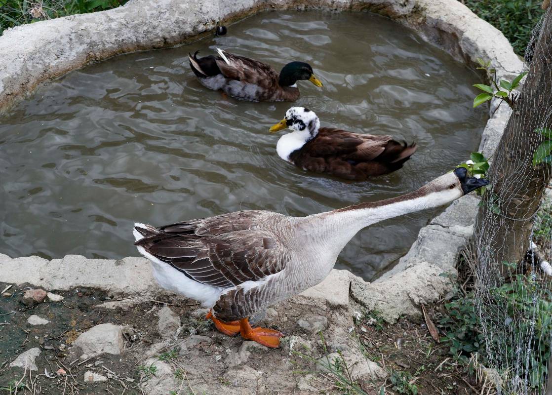 Hace dos décadas nadie hubiera creído que en San Javier, comuna 13 de Medellín, habría un Ecoparque con piscinas naturales, canchas, paseos a caballo, animales de granja. Foto: Manuel Saldarriaga Quintero.