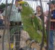 Loro decomisado en operativo contra el tráfico ilegal de fauna en Colombia, el ave era utilizada como campanero. Cortesía, Colprensa.