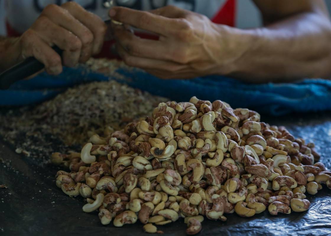 De forma artesanal es extraída la nuez para luego ser procesada y exportada. Foto: Manuel Saldarriaga Quintero.