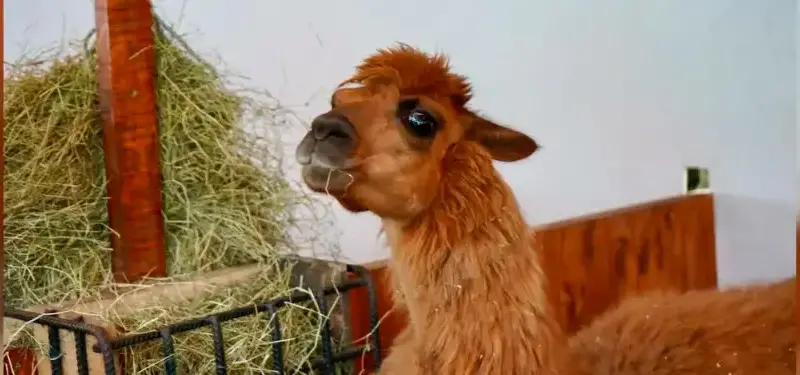 ¡Recuperada! Ámbar, la llama rescatada en Rionegro, Antioquia, será adoptada