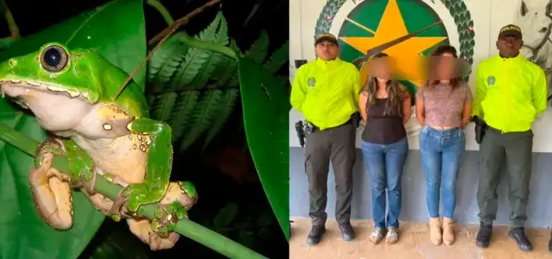 “Kambo”: la red que torturaba ranas para vender veneno como medicina