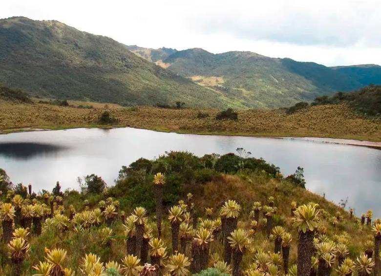 Además de los pájaros, esta reserva alberga poblaciones de grandes mamíferos como el oso de anteojos, la danta de montaña y el venado; y posee el nacimiento de un sin número de cuerpos de agua de vital importancia para el desarrollo de las comunidades del municipio de Roncesvalles. Foto: Cortesía ProAves.