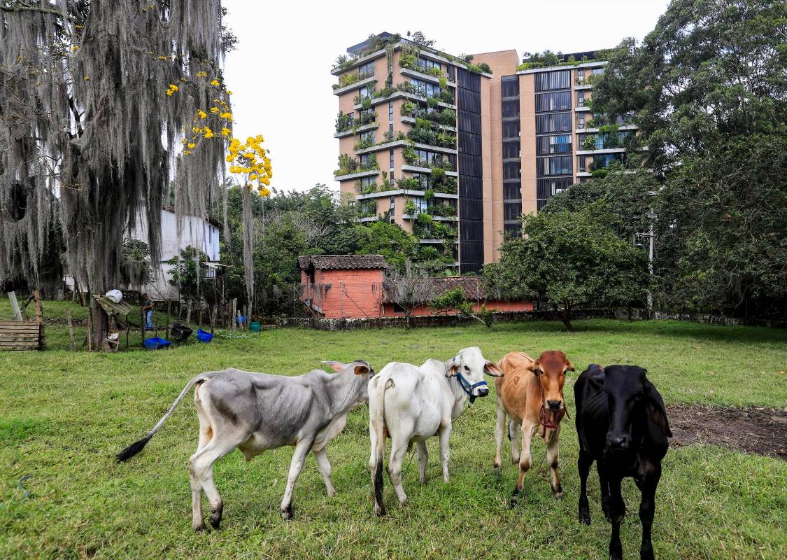 En el barrio El poblado todavía se encuentran algunas fincas con algunas cabezas de ganado. FOTO: Jaime Pérez