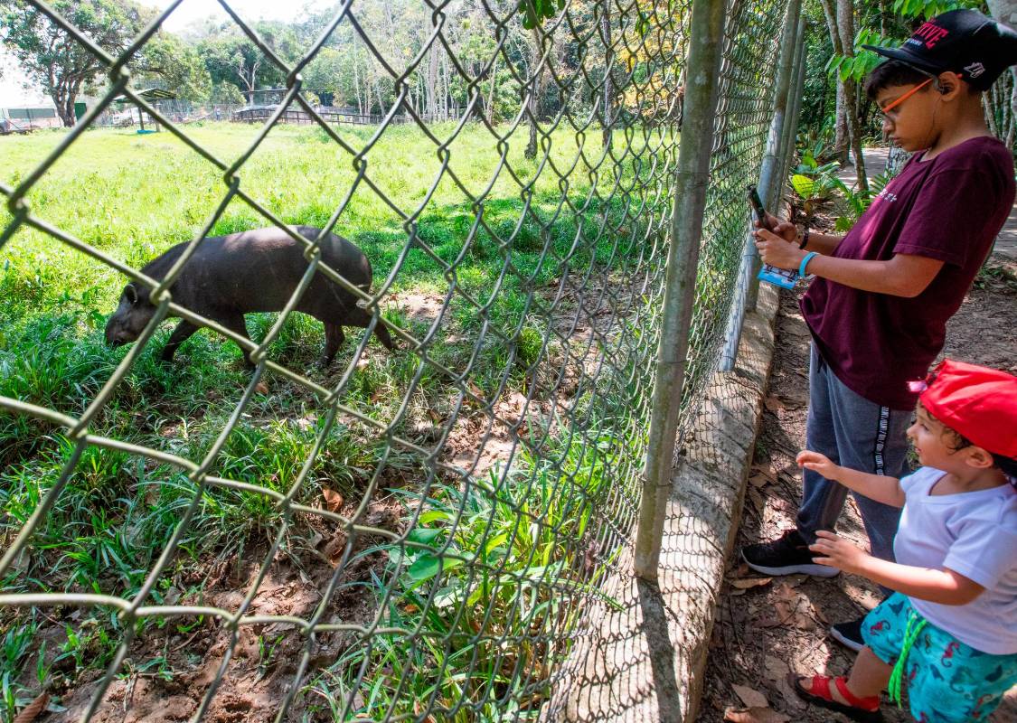 Los niños son quienes más disfrutan observar la belleza y el comportamiento de los animales. Foto: Esneyder Gutiérrez