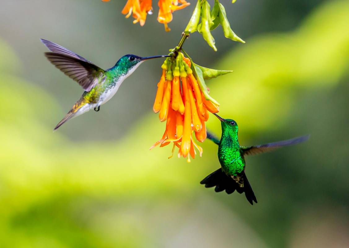 Las aves llegan hasta está finca y se dejan ver mientras se alimentan. Foto Juan Antonio Sánchez Ocampo