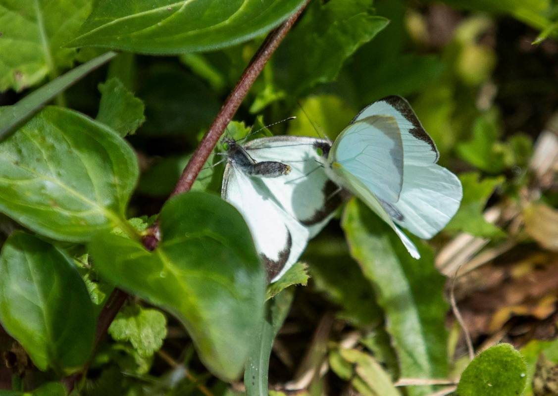 La reserva alberga a 62 especies de mariposas. Foto: Manuel Saldarriaga Quintero.