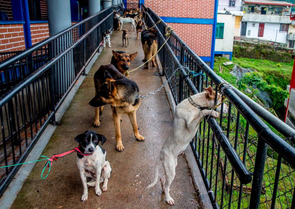 Para evitar impases y problemas de salud, los propietarios optaron por amarrarlos en un sector donde no haya tránsito continuo de personas, pero al ser un espacio abierto las mascotas han pasado varias noches bajo el agua. Fotos Juan Antonio Sánchez Ocampo