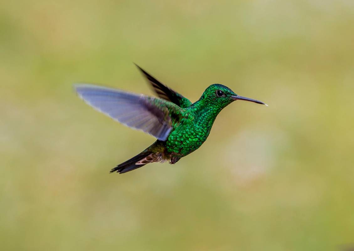 El colibrí es el ave descubierta más entre todas las existentes. Foto Juan Antonio Sánchez Ocampo