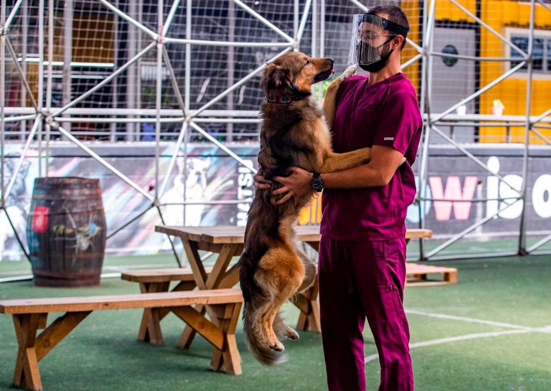 Con una inversión de 139 millones, la Secretaría de Medio Ambiente logró disponer y cuidar de los perros en el Centro de Bienestar la Perla, los cuales son adiestrados para estas terapias. Fotos: Manuel Saldarriaga