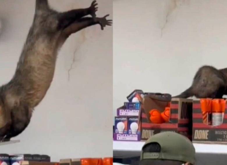 La zarigüeya fue rescatada y reubicada en un sitio seguro, según el autor del video. FOTO: CORTESÍA
