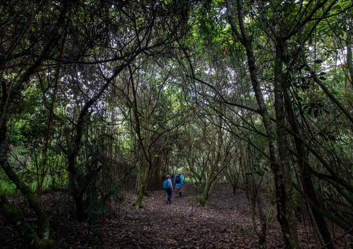 Los guardabosques de la Secretaría de Medio Ambiente cuidan esta reserva que alberga a 62 especies de mariposas, 114 de aves, 26 de mamíferos, además de una gran diversidad de flora nativa. Foto: Manuel Saldarriaga Quintero.