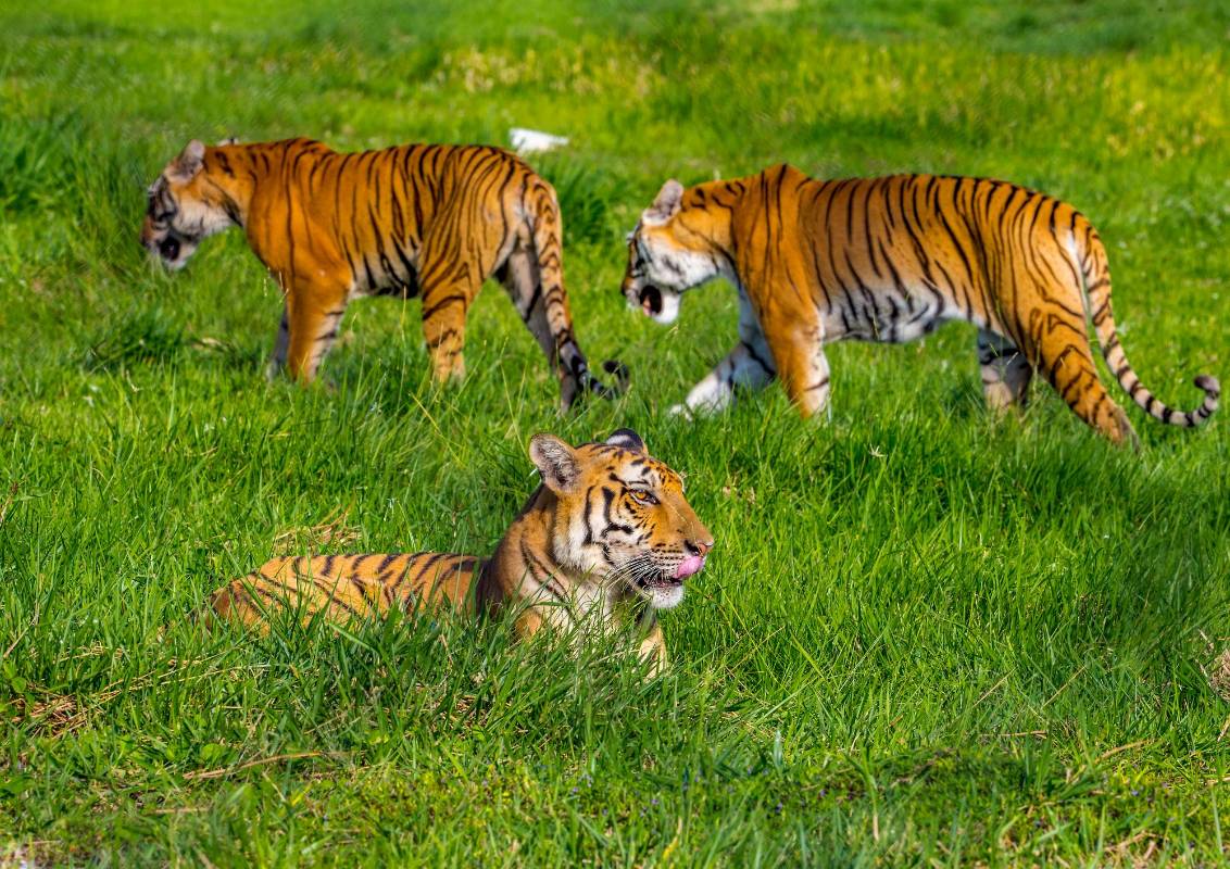 Desde 1974 se celebra el año del medio ambiente, desde entonces se ha venido trabajando en campañas para detener y revertir la explotación masiva a nivel mundial de la naturaleza. FOTO JUAN ANTONIO SÁNCHEZ