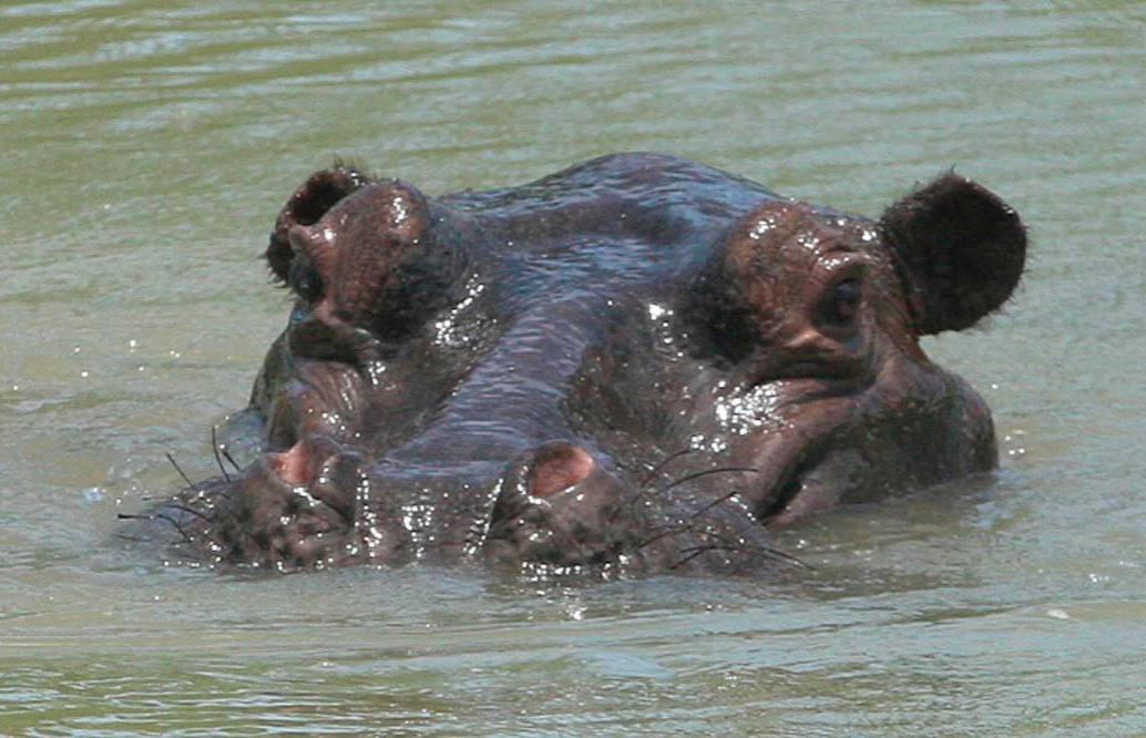 El hipopótamo es un mamífero acuático, fundamentalmente herbívoro que habita en el África subsahariana y en Puerto Triunfo. Foto: Camilo Suárez