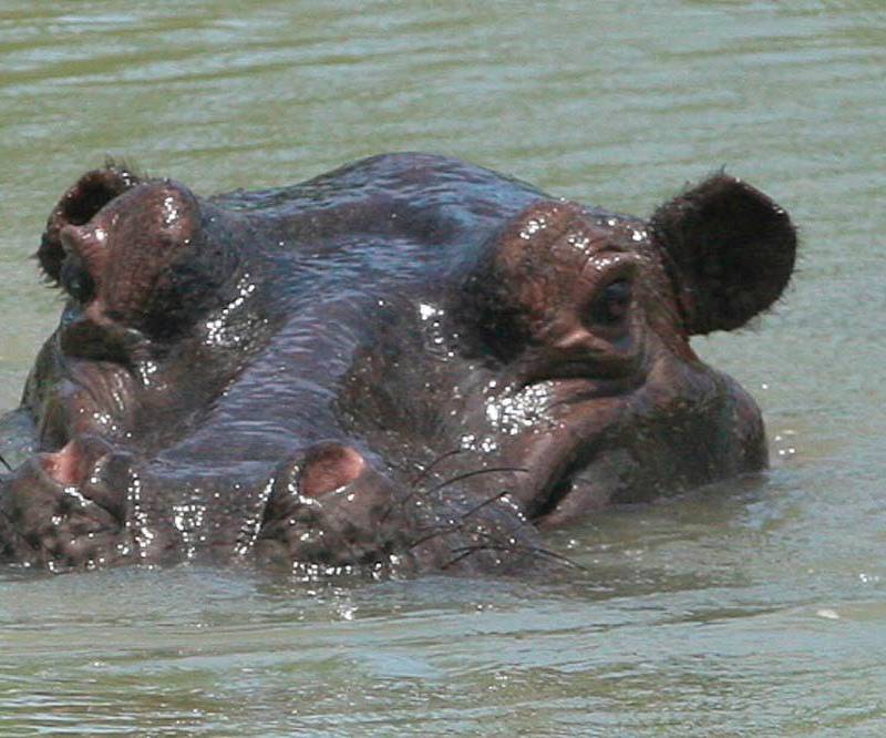 El hipopótamo es un mamífero acuático, fundamentalmente herbívoro que habita en el África subsahariana y en Puerto Triunfo. Foto: Camilo Suárez