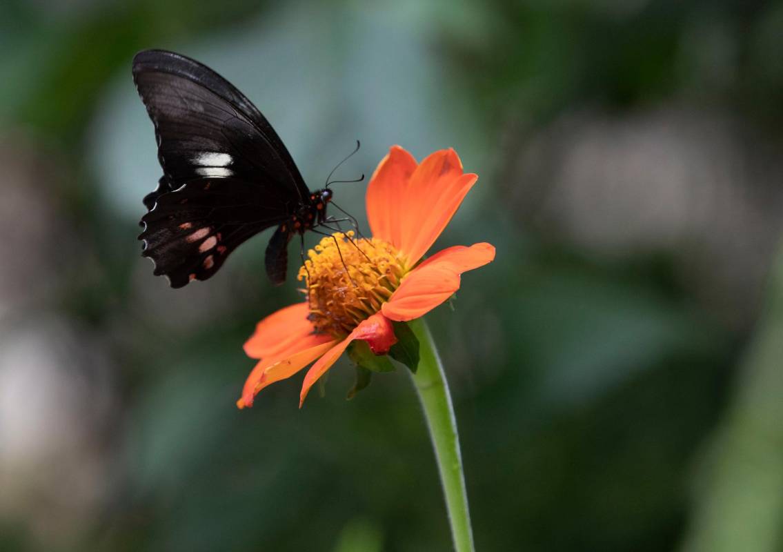 La casa de las mariposas es un espacio educativo, uno de los pocos donde para ingresar se pide una donación para poder hacer el recorrido. Foto: Edwin Bustamante