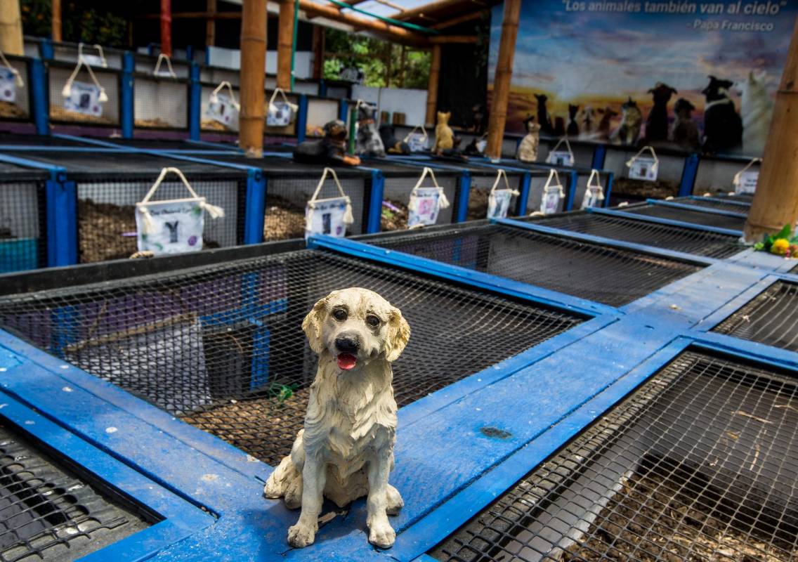 Por dos décadas han prestado servicios exequiales no solo de perros y gatos; han tenido casos de Hámsters, Patos, Iguanas, Pollitos, Pájaros, Conejos y hasta mini pig. Fotos : Julio César Herrera