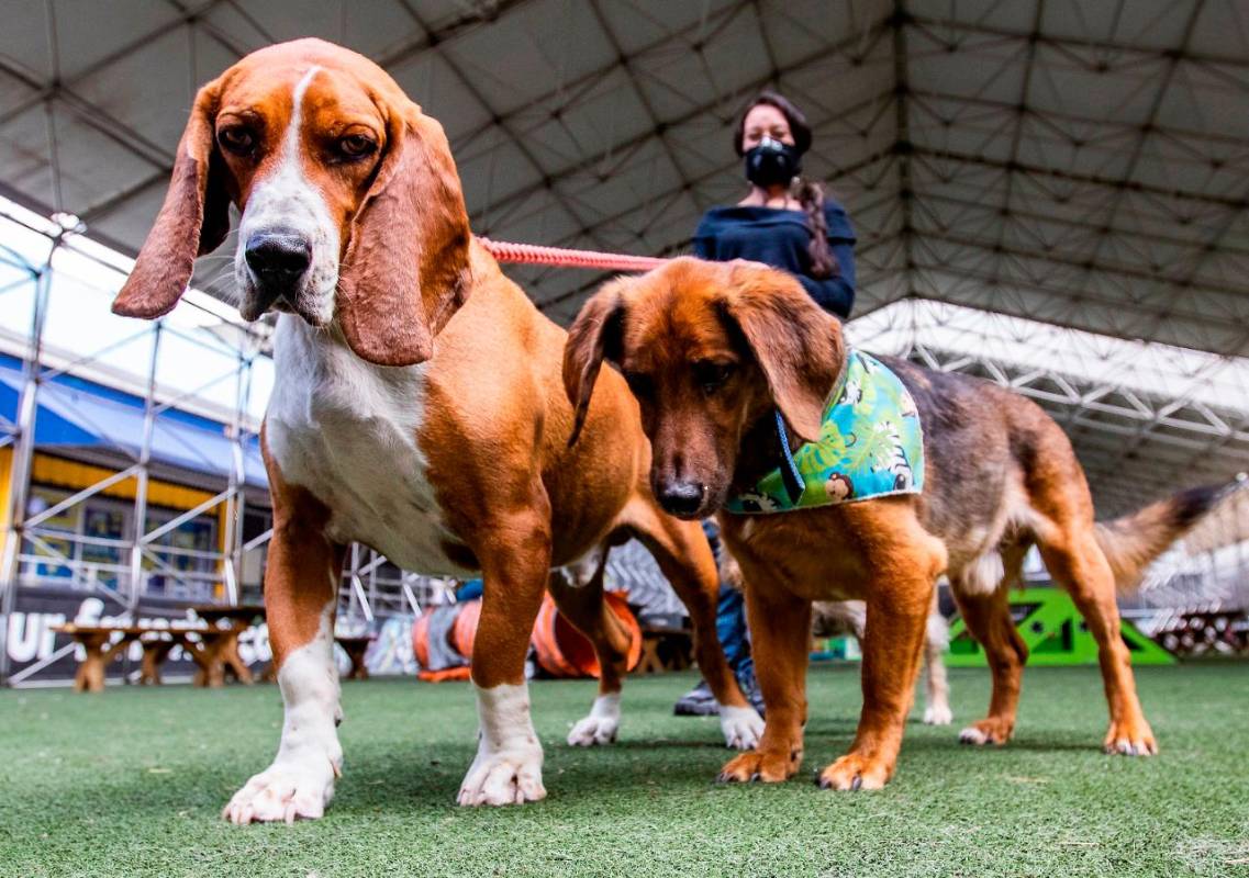 Este tipo de intervenciones con animales ayuda a distintos entornos, como el acompañamiento a adultos mayores, adolescentes y a todo tipo de personas diagnosticadas con depresión y ansiedad. Fotos: Manuel Saldarriaga