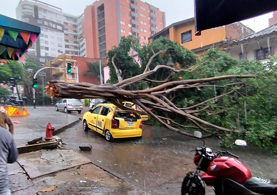 Con cada aguacero terminan en el suelo árboles a los que les faltado poda por parte de la Alcaldía; uno de los últimos paso en Buenos Aires con este taxi. Foto Cortesía