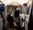 En Bark Air, los perros disfrutan de una experiencia de vuelo pensada exclusivamente para su bienestar: sin jaulas, con juegos, comida gourmet y atención personalizada. FOTOS cortesía Bark Air