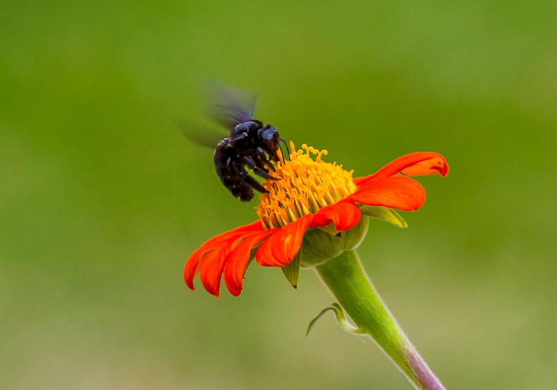Cada miembro de esta biodiversidad juega un papel importante para el equilibrio de la naturaleza, se hace una la invitación a la conservación de los arrecifes que se han reducido a la mitad. FOTO JUAN ANTONIO SÁNCHEZ