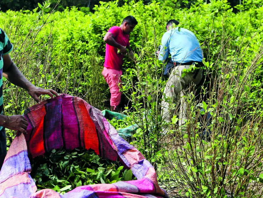En Antioquia, los municipios con más cultivos de uso ilícito son Valdivia, Tarazá, Anorí, Cáceres e Ituango. Los cinco agrupan el 77% de toda la coca cultivada acá. FOTO Manuel Saldarriaga. 