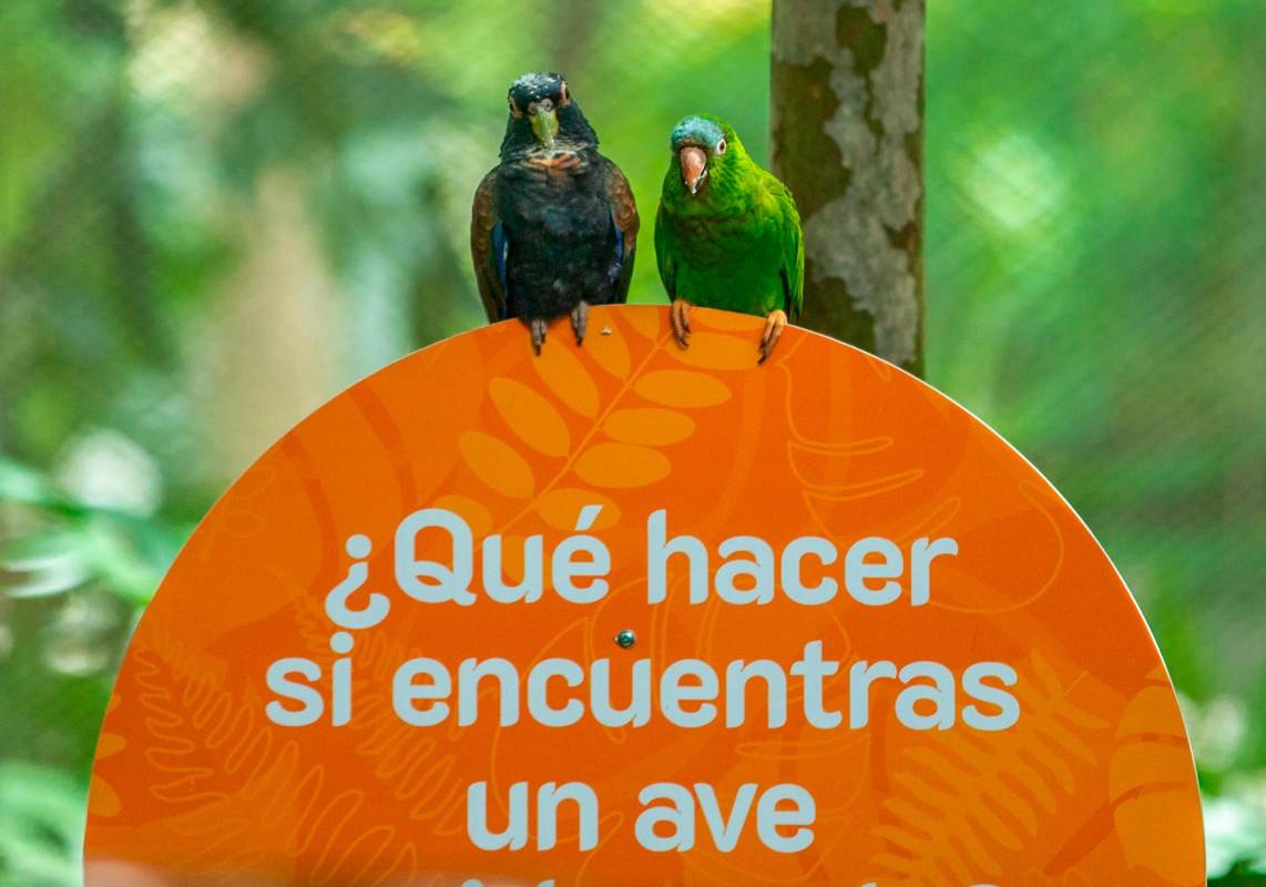 Aves silvestres víctimas del trafico ilegal. Foto: Camilo Suárez Echeverry