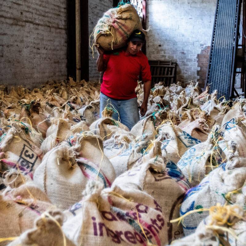 La Cooperativa de Caficultores de Andes reactivó cuatro puntos de compra de café y avanza en su proceso de recuperación tras superar gran parte de sus compromisos financieros. FOTO Julio César Herrera