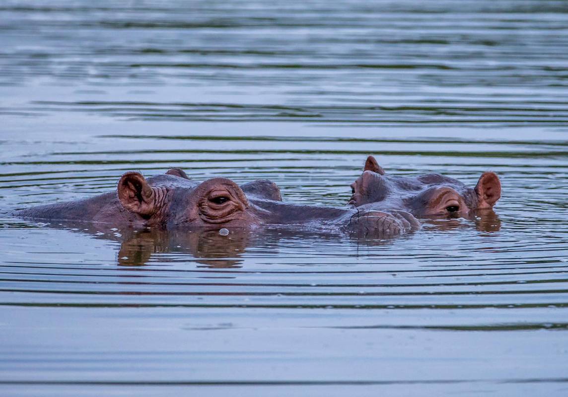 El Comité Técnico Nacional de Especies Introducidas los declaró como una especie invasora debido a los altos riesgos que representan para el ecosistema y para otras especies del Magdalena Medio. Foto: Juan Antonio Sánchez 