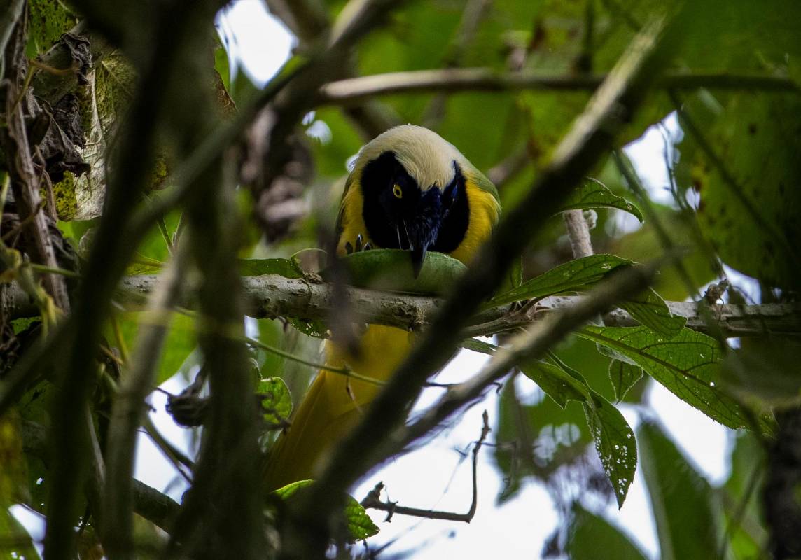 Un total 114 de aves habitan en la reserva. Foto Manuel Saldarriaga Quintero.