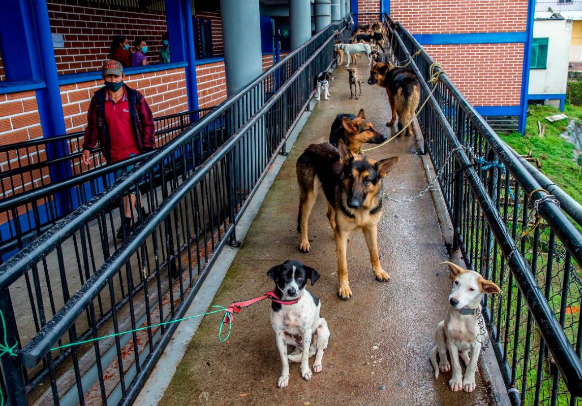 Las mascotas, sufren de estrés por las dificultades generadas por el desplazamiento, padecen algunas patologías parasitarias y otras enfermedades sin tratar. Fotos Juan Antonio Sánchez Ocampo. Fotos Juan Antonio Sánchez Ocampo