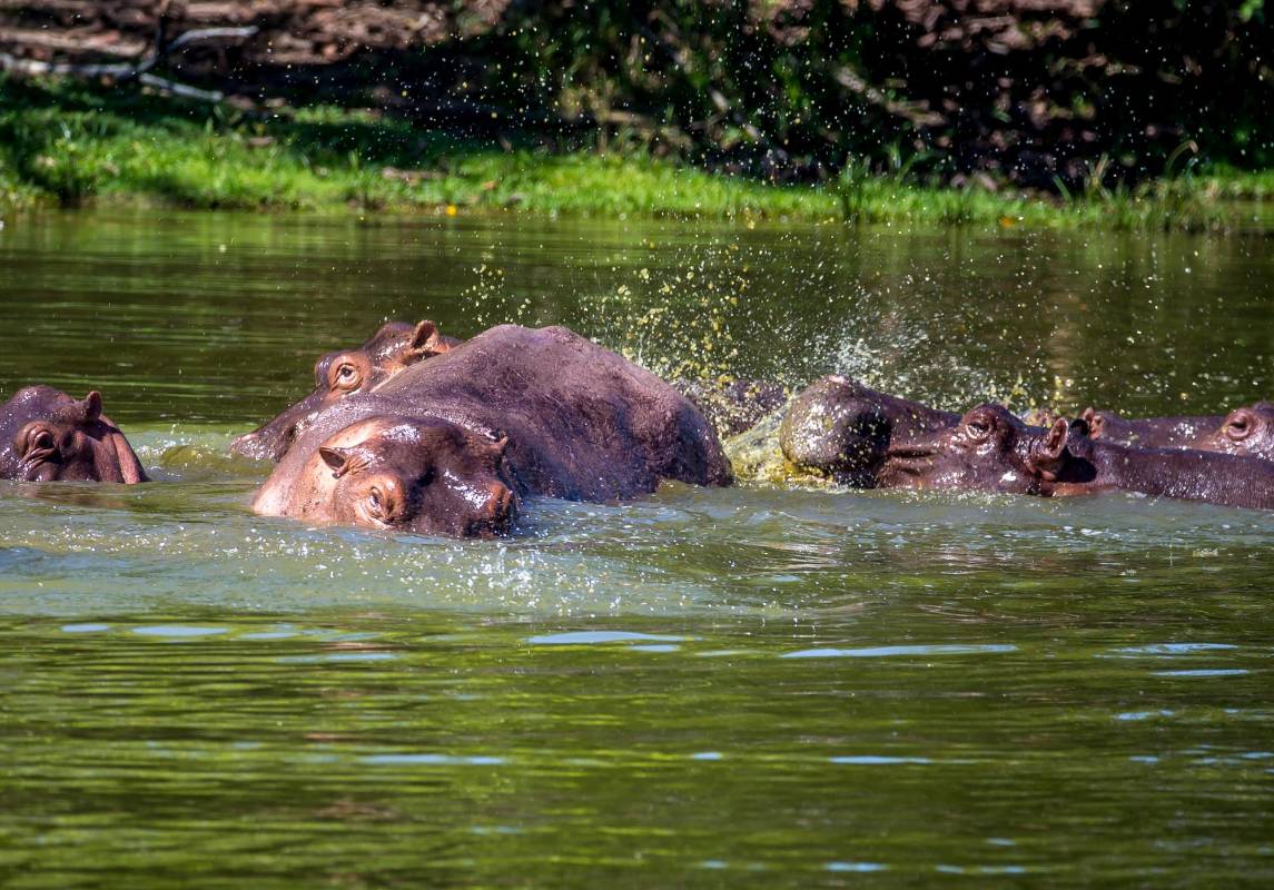 Actualmente su población es de 133 animales entre bebés, jóvenes y adultos. Foto: Juan Antonio Sánchez 