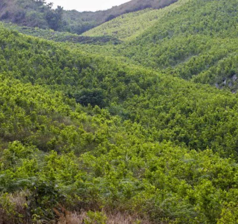 Defensoría advierte que cultivos de hoja de coca aumentaron en 118.000 hectáreas entre 2020 y 2024. Foto: El Colombiano