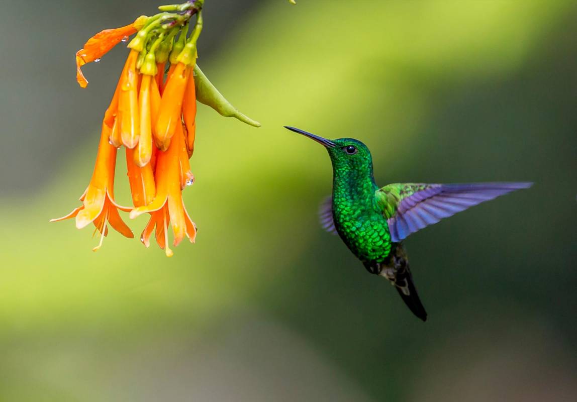 Disfrutar de cerca su presencia, en su estado natural, es una experiencia mágica y relajante. Foto Juan Antonio Sánchez Ocampo