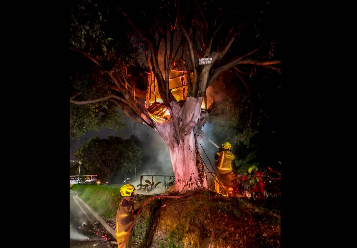 Se trataba de una humilde vivienda construida sobre la copa de un árbol, a orillas de la autopista Sur y donde vivía un hombre solo. Foto: Captura de pantalla