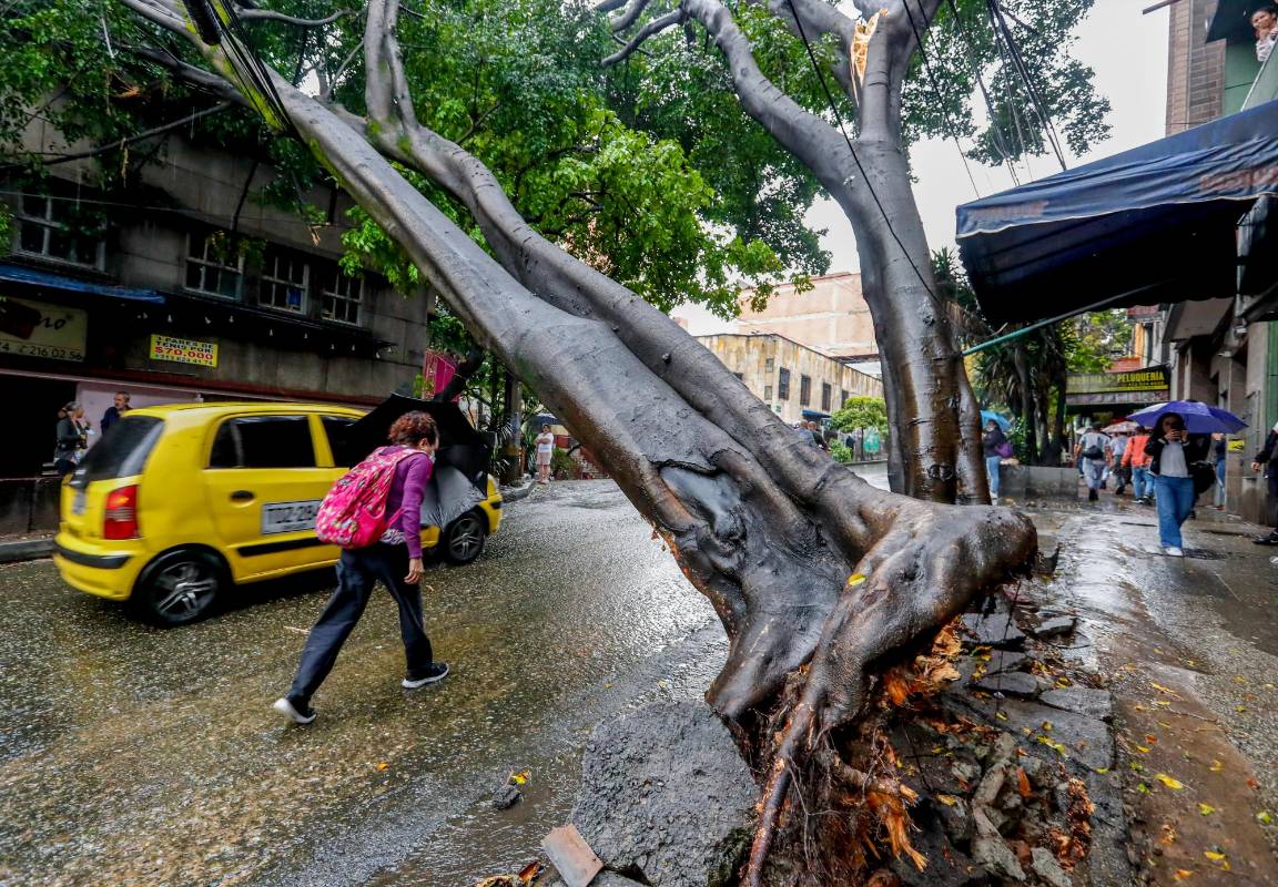  En el sector de Las Torres de Bombona este árbol fue arrancado de raíz por la fuerte tormenta. FOTO: Manuel Saldarriaga